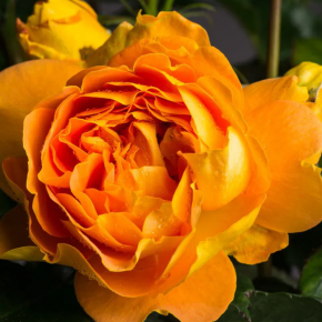 Róża rabatowa GOLDELSE