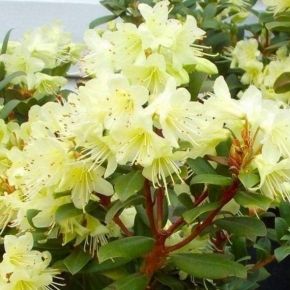 Różanecznik miniaturowy PRINCESS ANNE