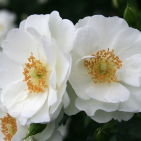 Róża rabatowa INNOCENCIA 