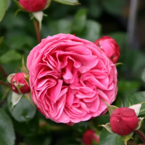 Róża rabatowa LEONARDO DA VINCI