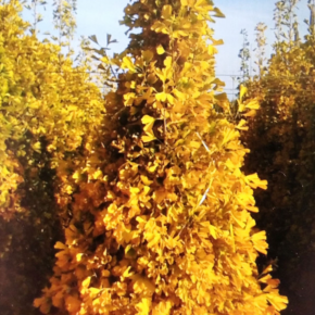 Miłorząb kolumnowy EIFFEL 