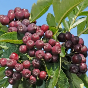 Jarzębina jadalna BURKA