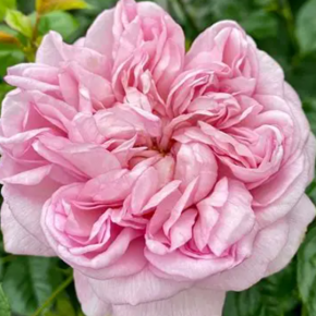 Róża rabatowa MAURITIA