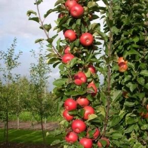 Jabłoń kolumnowa RED CATS