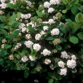 Tawuła brzozolistna TOR