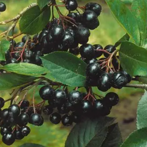 Aronia VIKING