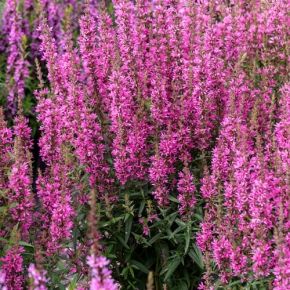 Krwawnica pospolita HOT PINK