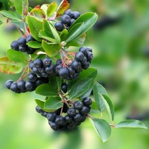 Aronia HUGIN