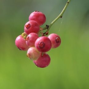 Borówka amerykańska PINK BONBONS