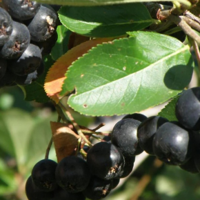 Aronia NERO .