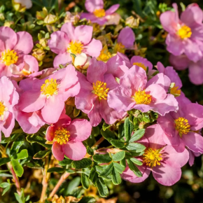 Pięciornik krzewiasty PINK QUEEN