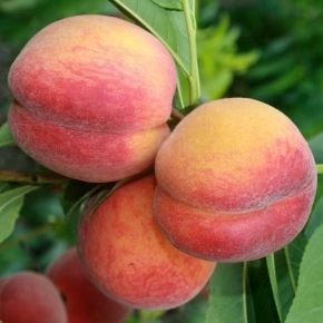 Brzoskwinia ROYALVEE