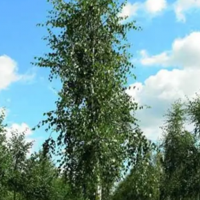 Brzoza FASTIGIATA .