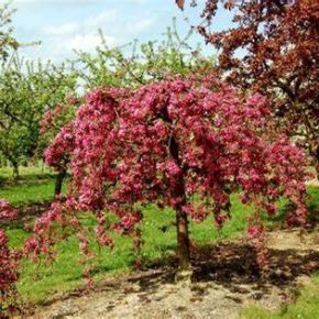 Jabłoń Ozdobna ROYAL BEAUTY pendula GRUNT