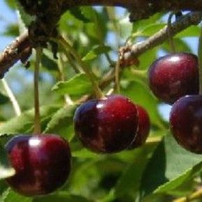Wiśnio-czereśnia CZERECHA KLEPAROWSKA donica