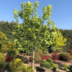 Klon jawor LEOPOLDII 60-80 cm 