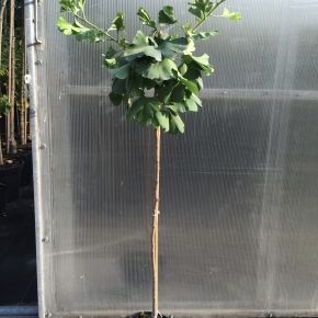 Miłorząb dwuklapowy MARIKEN 120 cm 