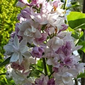 Lilak NIEBO MOSKWY  80-120 cm na PNIU