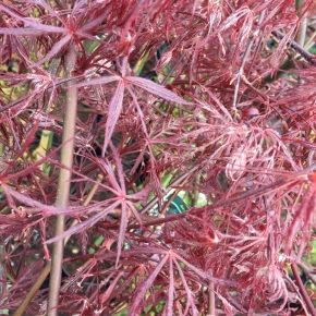 Klon palmowy GARNET na PNIU 80-100 cm 