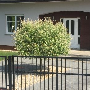 Wierzba HAKURO NISHIKI  na pniu 115 cm -C5