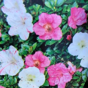 Azalia japońska YUKA  dwukolorowa