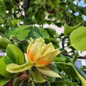Tulipanowiec amerykański AUREOMARGINATUM