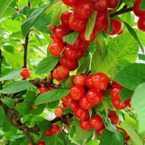 Czereśnio-wiśnia czerecha HORTENSJA