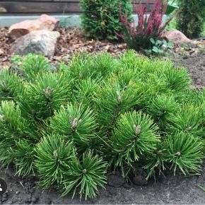 Sosna kosodrzewina PUMILIO