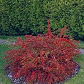 Berberys Thunberga RED CARPET