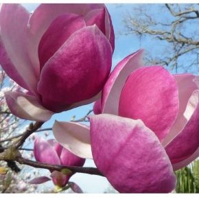 Magnolia RUSTICA RUBRA 