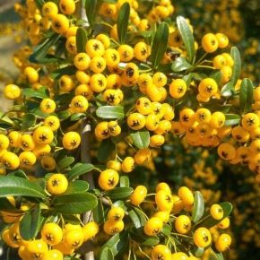 Ognik szkarłatny SOLEIL d Or