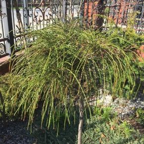 Żywotnik olbrzymi WHIPCORD na pniu 100  cm 