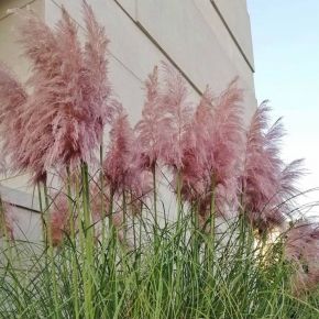 Trawa PAMPASOWA ROSEA różowa