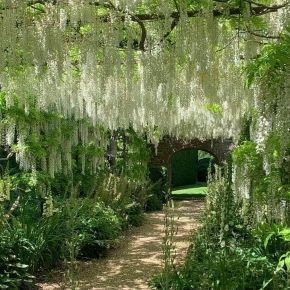 WISTERIA glicynia kwiecista BIAŁA