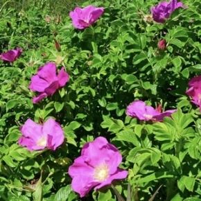 Róża pomarszczona ROSA RUGOSA