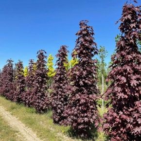 Klon zwyczajny CRIMSON SENTRY 