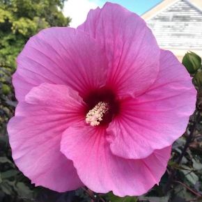 Hibiskus bylinowy ROYAL GEM