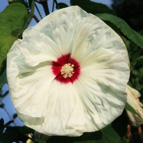 Hibiskus bylinowy OLD YELLA 