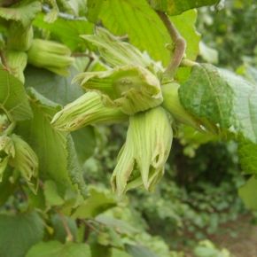 Orzech laskowy BARCELOŃSKI grunt