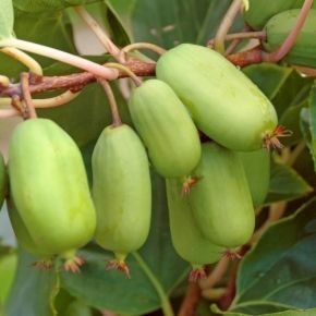 Kiwi żeńskie JUMBO 