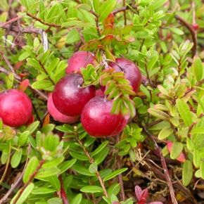 Żurawina wielkoowocowa PILGRIM
