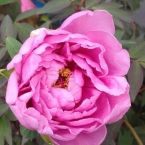 Piwonia drzewiasta RÓŻOWA