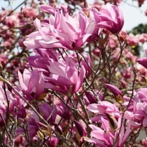 Magnolia BETTY
