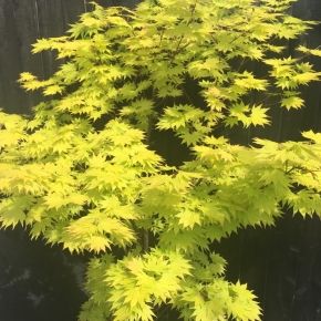 Klon Shirasawy AUREUM