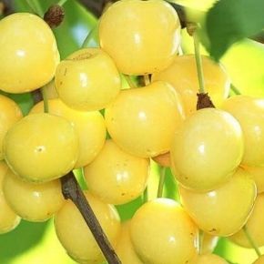 Czereśnia DONISSENA  Żółta