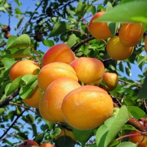 Morela EARLY ORANGE 