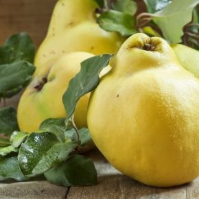 Pigwa GRUSZKOWA Portugal grunt