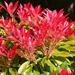 Pieris japoński  FOREST FLAME