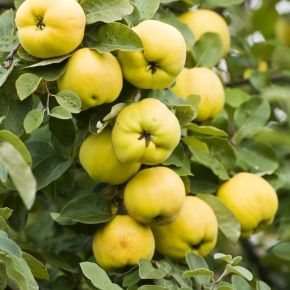 Pigwa JABŁKOWA grunt