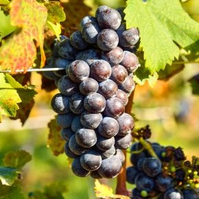 Winogrono  CZARNE 